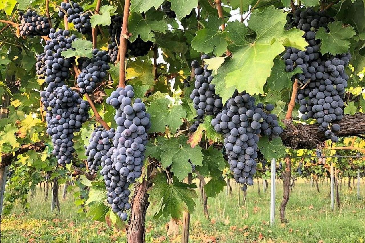 Agriturismo Podere Prasiano Marano sul Panaro Dış mekan fotoğraf
